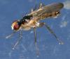 Cordilura albipes